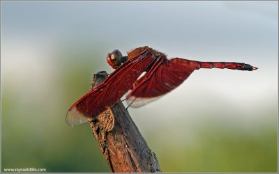 Dragonfly