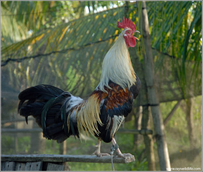 Backyard Rooster