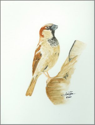  Sparrow 2