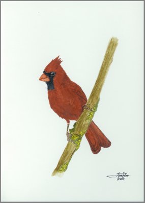  Cardinal