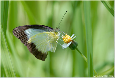 Butterfly at Subic Rain Forest 39