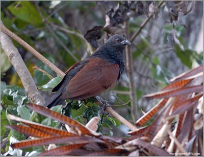Philippine Coucal 2