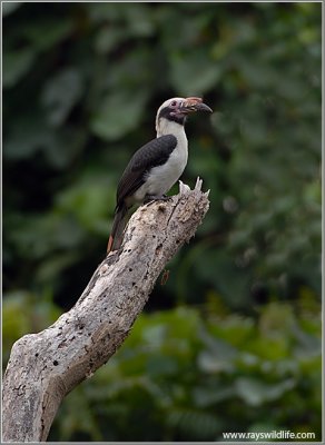 Luzon Hornbill 1