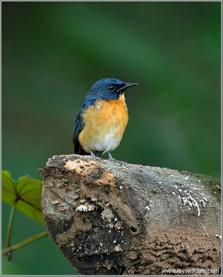 Mangrove Blue Flycatcher 1