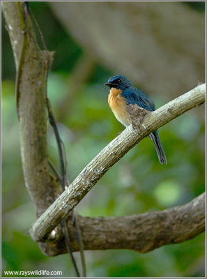 Mangrove Blue Flycatcher 2