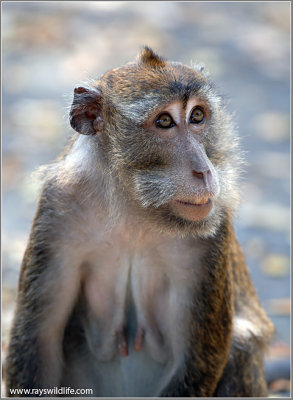 Philippine Macaque