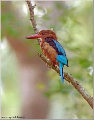 White-throated Kingfisher 7