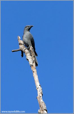 Bar-bellied Cuckoo Shrike