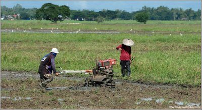 Working the Rice Fields