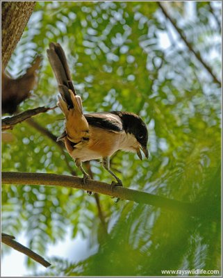 Long-tailed Shrike 2