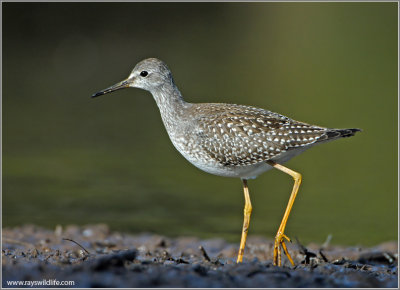 Lesser Yellow legs 12