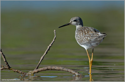 Lesser Yellow legs 17