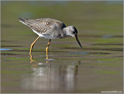 Lesser Yellow legs 16