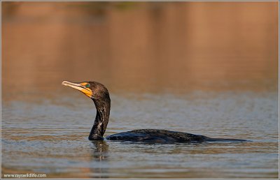 Double-Crested Cormorant 12