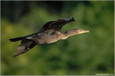 Double-Crested Cormorant 14