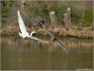 Great Blue chasing an Egret 63
