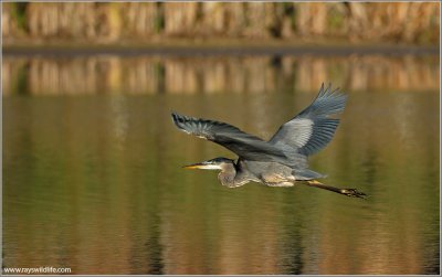 Great Blue Heron 65