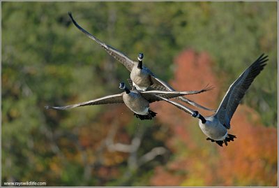Canada Geese  in flight