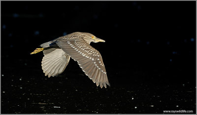 Black Crowned Night Heron in flight