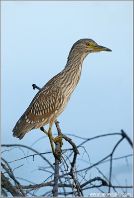 Black Crowned Night Heron 44