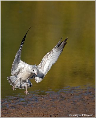 Ring-billed Gull in flight 3