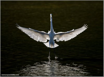 Great Egret 25