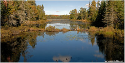 Algonquin Reflection