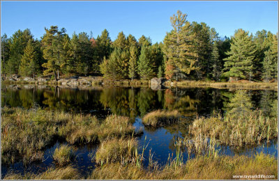 Algonquin Grassy Waters