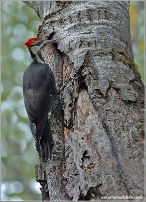Pileated Woodpecker 5