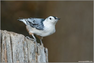 White-breasted Nuthatch 24