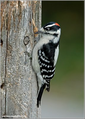Downy Woodpecker 12