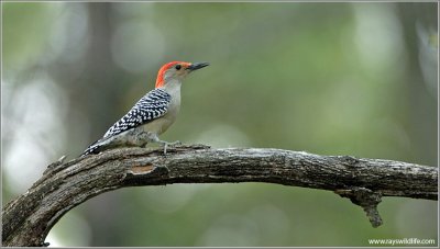 Red-bellied Woodpecker 5