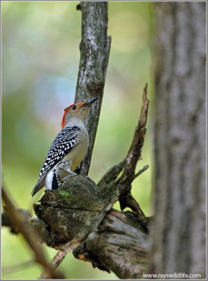 Red-bellied Woodpecker 6