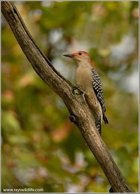Red-bellied Woodpecker 7