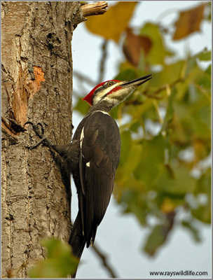 Pileated Woodpecker 6