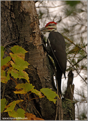 Pileated Woodpecker 7