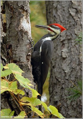 Pileated Woodpecker 9