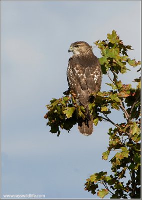 Red-tailed Hawk 80