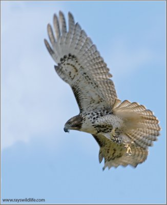 Red-tailed Hawk 81