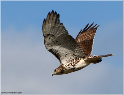 Red-tailed Hawk 83