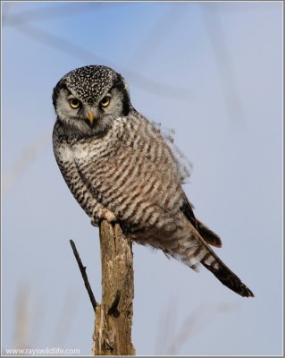 Northern Hawk Owl hunting 19