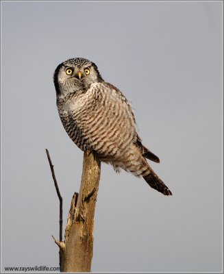 Northern Hawk Owl 21