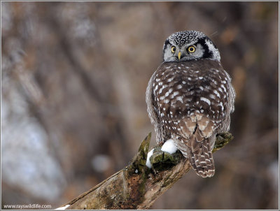 Northern Hawk Owl 22