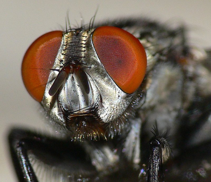 The Fly
