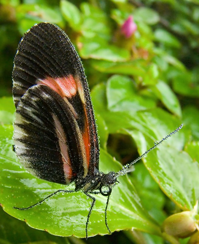 Misted Butterfly II