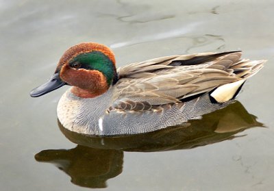 Teal-Winged Male