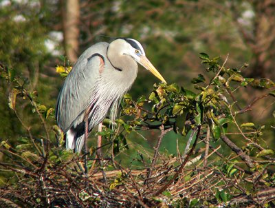 Nesting Great Blue Heron.jpg