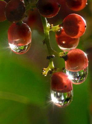 China Berry 640.jpg