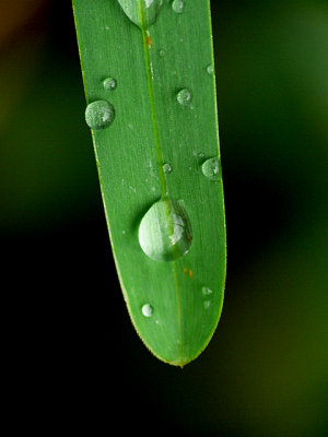 flora