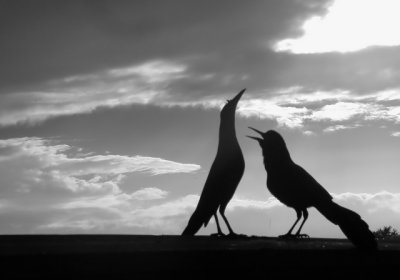 Duet in Infrared